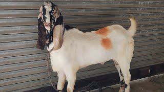 7 month adant andul bakra double haddi totapuri gulabi skin male 40 weight bakra  for sale