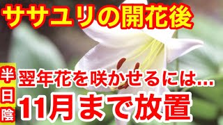 【ササユリ】連作障害に気をつけてください‼︎2年目以降開花させるには…Ver234【カーメン君】【ササユリ】【家庭菜園】【園芸】【笹百合】【百合】【連作】