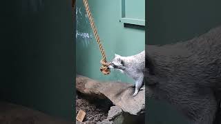 浣熊會盪過去嗎？Will the raccoon swing across? #shorts #short #shortvideo #ytshort #ytshorts #nature