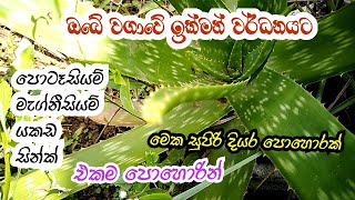 කෝමාරිකා දියර පොහොර This is one of the best for any of your plants.  Put it in as soon as possible