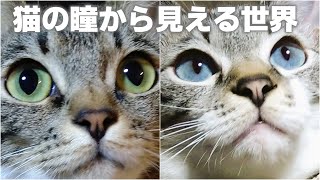 【CAT'S EYE】猫の視力や見え方｜猫が見る世界はどんな世界？