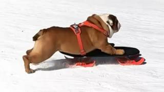 Dog astounds with human-like skill