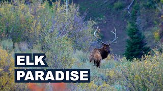 Guiding in an Elk Hunters Paradise