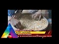 REPORTASE - Kopi Berbahan Baku Jagung