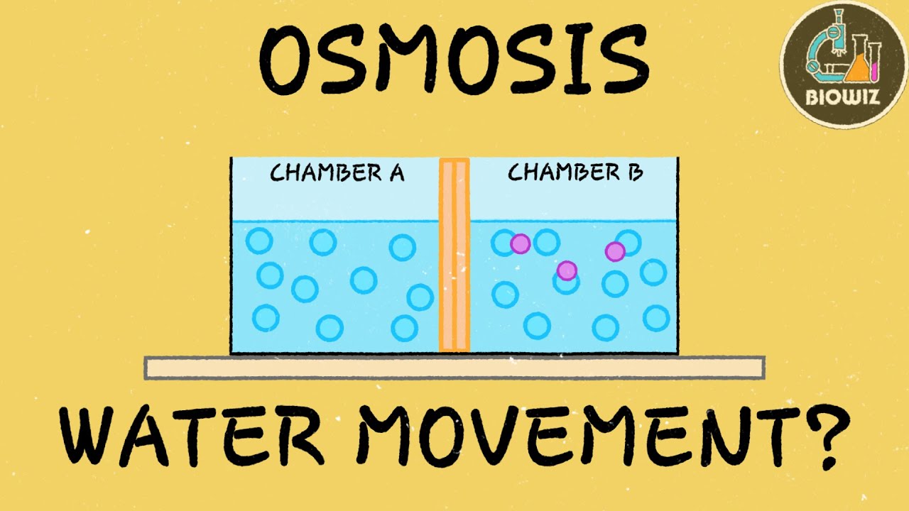 Osmosis Animation Profile For Osmosis Games