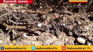 ONE LEOPARD FOUND DEAD IN YAWATMAL