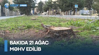 Bakıda 21 ağac məhv edilib