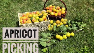 ഓസ്‌ട്രേലിയയിൽ ഞങ്ങളുടെ സ്വന്തം backyard ൽ നിന്നൊരു Apricot picking| my passion diary