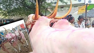 మంచి సైజ్లో ఉన్న కిలారి ఎద్దుల రేట్లు//Super size Khilari bull's video | Yemmiganur Market video's