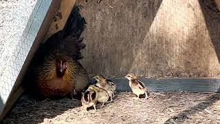 Red jungle fowl living in the forest