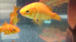 【アクアリウム】　金魚2　我が家の金魚紹介　90ｃｍスリム水槽　Goldfish　aquarium