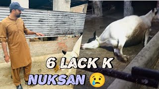 😢😱 electric ⚡️ Shok ki wja sy Janwar dead h gaye 😭 #dailyvlog