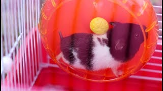 hamster bermain roda putar - hamster wheel funny