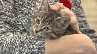 Video: Fall in Love Friday: Three kittens and a rabbit