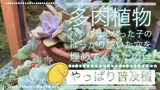 【多肉植物】バラバラ事件後のメンタル回復は普及種だのみ‼️