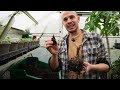 how to propagate u0026 grow colocasia plants taro