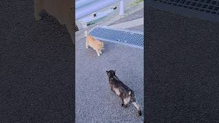 一触即発、ヤバイ、ケンカしそう #猫 #野良猫 #保護猫 #cat #ガバ可愛い猫