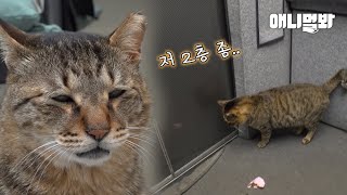 엘베 탔는데 고영희가 2층 좀 눌러 달라네요.. 근데 눌러줬더니ㅋㅋㅋㅣCat That Rides an Elevator LOL