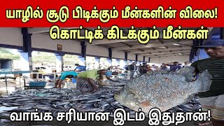 🛑 யாழில் சூடு பிடிக்கும் மீன்களின் விலை!! வாங்க சரியான இடம் இதுதான்! #jaffna #fishmarket #fish #news