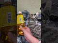 【そらも出ます】小さかった子ネコの成長を喜ぶ飼い主と兄チンチラ＃chinchilla＃チンチラ＃shorts