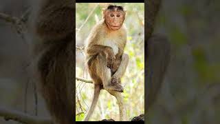 Vanara | Ramayana | Ramayana Story | Stories Of Ramayana In English | #shorts | Monkey In Ramayana