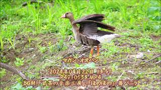 マガン、オオバン：2024年04月22日動画撮影。