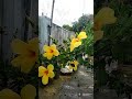 Beautiful yellow flowers in rain/beautiful yellow hybiscus/beautiful flowers whatsapp status#shorts