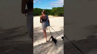 Punta Esmeralda, Playa Del Carmen.. a little walk with Dick and BJ. #playadelcarmen #dachshund