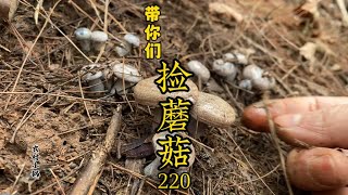 来看来看、捡蘑菇季节又来咯、乌枞菌捡到爽