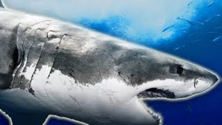 Shark Week Lies Exposed