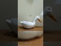 Handmade Beautiful #Duck  video #Creative Master DIY #Handmade