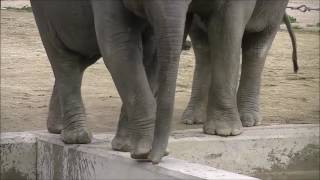 子ゾウのおしっことウンコ【京都市動物園】Elephant pee and shit