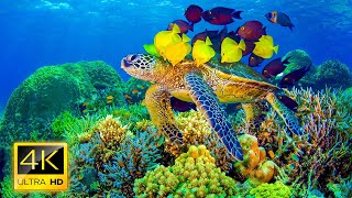 [NEW] Stunning 4K Underwater Wonders + Relaxing Music | Coral Reefs & Colorful Sea Life