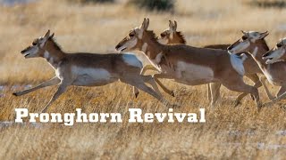 YETI Presents: Pronghorn Revival