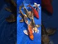 koi fish ត្រី koi ស្អាតៗណាស់