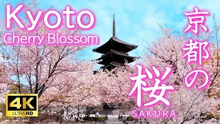 4K Japan Kyoto Cherry Blossom Spots 30　
