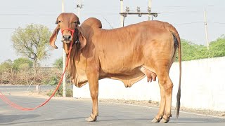 Aamir pathan  aravali dairy gir cow  Kishangarh is live 94147 45465