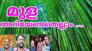 മുള... അറിയേണ്ടതെല്ലാം ....#bamboo #bambooplantation #baburajuravu #forest #KFRI