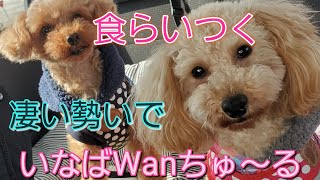 【ちゅ〜るしよ！】定番おやつ 犬用ちゅーるを！凄い勢いで食らいつく。- Hooked on INABA Wan Churu -【トイプードルのチョコとモコ】