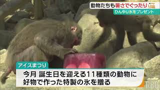 108年ぶりの猛暑に動物たちもぐったり…エビや果物入りの特製氷をプレゼント