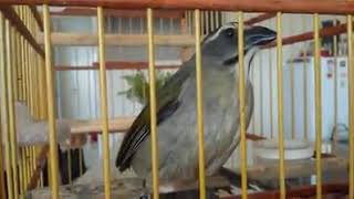 Canto De Trinca Ferro Tio João Pedro Boi Playtube Pk Ultimate Video Sharing Website