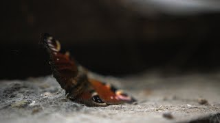 PRETERNATURAL - Disappearing Days (Official Music Video of "TRISQUARITY", Episode 01)