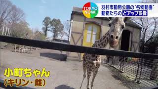 かわいい！動物たちの「どアップ映像」