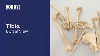 BONAVI - Bone Navigation Videos. Shinbone or Tibia | PMU