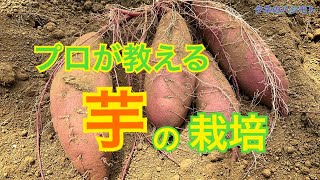 【家庭菜園者必見！】サツマイモを見ての成育診断　タネのハシモト