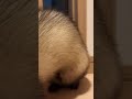 フェレット まるちゃん ＃りるちゃん＃可愛い＃ferret