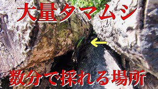 移動時間０分でタマムシが採れる場所を発見した【昆虫採集】【タマムシ 】