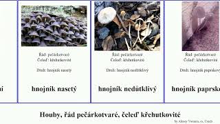 Houby, řád pečárkotvaré, čeleď křehutkovité hnojník fungus Shoshanim Agaricales mrvní spáleništní