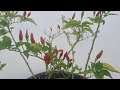 bird s eye chilli kanthar chilli kanthari mulaku thai pepper plant splendour seeds.