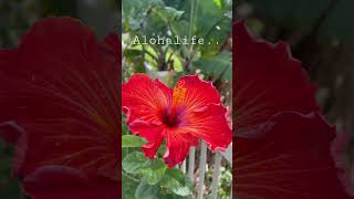 Aloha🌺Life.. #hawaii #ハワイ#hibiscus#ハイビスカス#aloha#アロハ